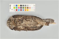 藏品(領角鴞)的圖片